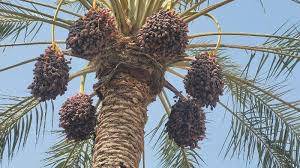 تصویر 1 از خرید و فروش و مرکز پخش خرمای خنیزی جیرفت + قیمت رقابتی